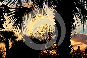 Sunset in Ft. Pierce, Florida with silhouette of palm trees framing photo