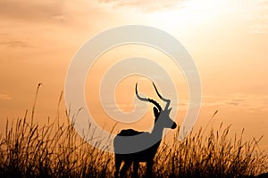 Sunset Gazelle