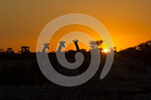 Sunset with giraffe, Namibia