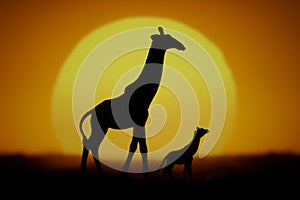 Sunset and giraffes in silhouette