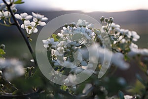 Sunset Glow on Blooming Hawthorn