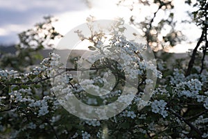 Sunset Glow on Blooming Hawthorn