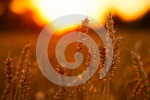 Sunset Glow: Golden Ears of Wheat in the Field