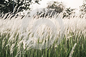 Sunset with golden grasses field in the evening