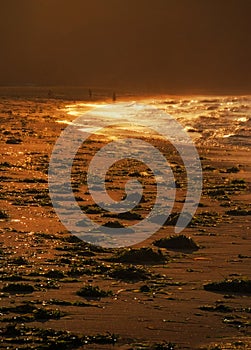 Sunset and golden waves, light, beach, Sea of Japan after storm, Primorye, Russia