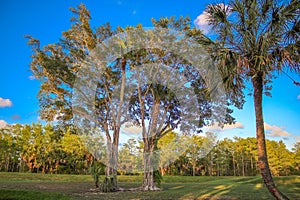 Sunset on the golf course and a banyan tree