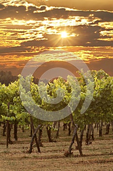 Sunset in grape vineyard with rays of golden light