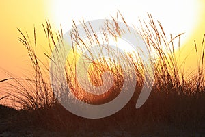 Sunset and grass