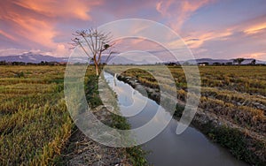 Sunset at a grass field in Kota Belud, Sabah, Malaysia