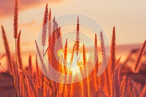 sunset/grass flower with sunset background. Grass flower at sunset