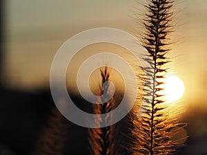 Sunset/Grass flower with sunset light background