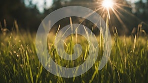 sunset in the grass grass background sun beam soft focus abstract nature grass background sun