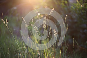 Sunset in grass plants pattern background close-up