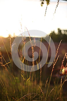 Sunset in grass plants pattern background close-up