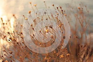 Sunset. Grass On Sandy Beach. Background.