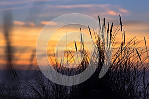 Sunset with grass silhouettes