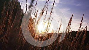 Sunset Grass, Summer Nature Video Background