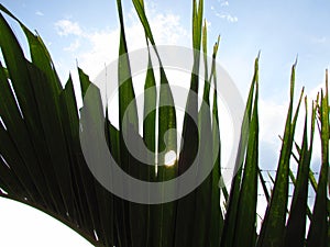 Sunset between the grass