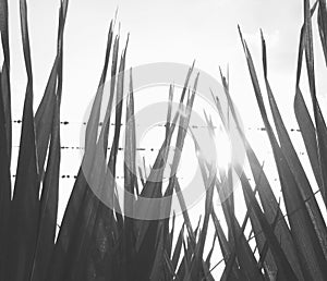 Sunset between the grass