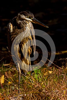 Sunset great blue heron