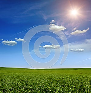 Sunset on the Green Field of wheat, blue sky and sun, white clouds. wonderland