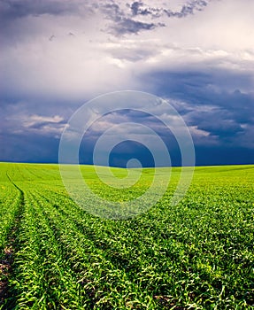 Sunset on the Green Field of wheat, blue sky and sun, white clouds. wonderland