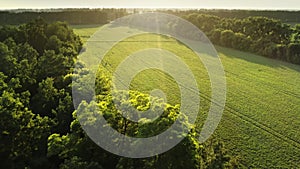 Sunset green forest meadow. Fresh grass fields, trees, and agricultural machinery tracks in sun rays