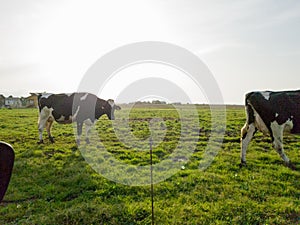 Sunset on green grass with cows