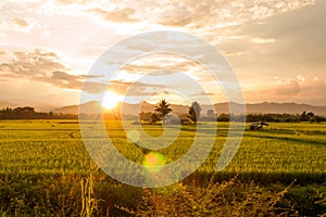 Sunset on green paddy field