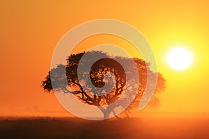 Sunset Harmony - Nature Texture and Background - Tree of Life