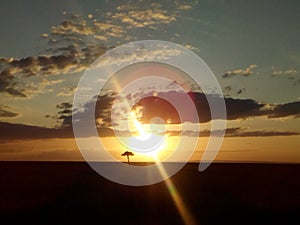 Sunset in Heart of Masai Mara National reserve in Kenya