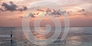 Sunset with Heron in the water