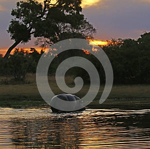 Sunset Hippos in the waters of the Okavango Delta