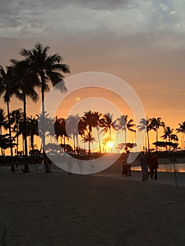 Sunset Honolulu Hawaii with palm trees