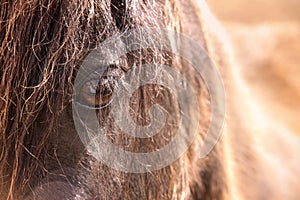 Sunset through a Horse`s Eye View