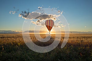 Sunset and a hot air balloon lands in canola in Alberta prairies