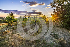 Sunset at a idyllic vineyard at the farmland of Istria, Croatia