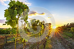 Sunset at a idyllic vineyard at the farmland of Istria, Croatia