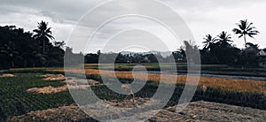 sunset in Indonesian rice fields