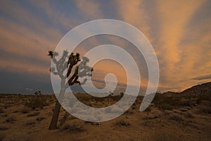 Sunset Joshua Tree National Park