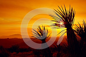 Sunset, Joshua Tree National Park, USA