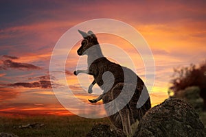 Sunset Kangaroo Australia