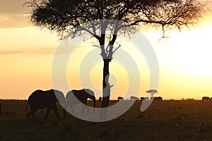 Sunset in Kenya
