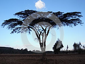 Sunset in kericho, kenya