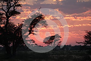 Sunset in Kgalagadi