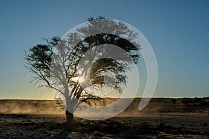 Sunset in the Kgalagadi Transfrontier Park