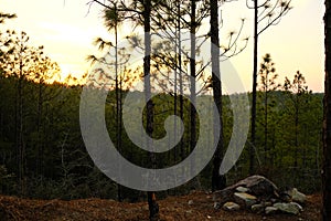 Sunset in Kisatchie National Forest Backbone Trail in Louisiana