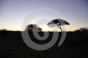 Sunset , Kruger national park