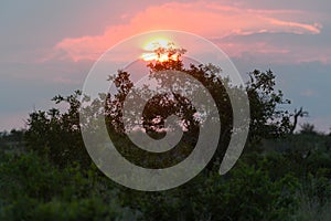 Sunset at the Kruger national park on South Africa