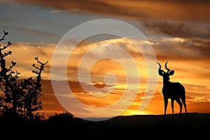 Sunset Kudu photo
